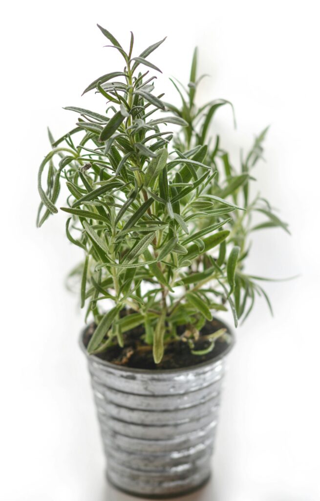 Plantas medicinais Alecrim