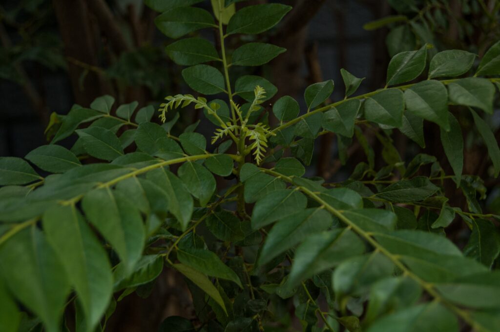 Plantas medicinais Barbatimão