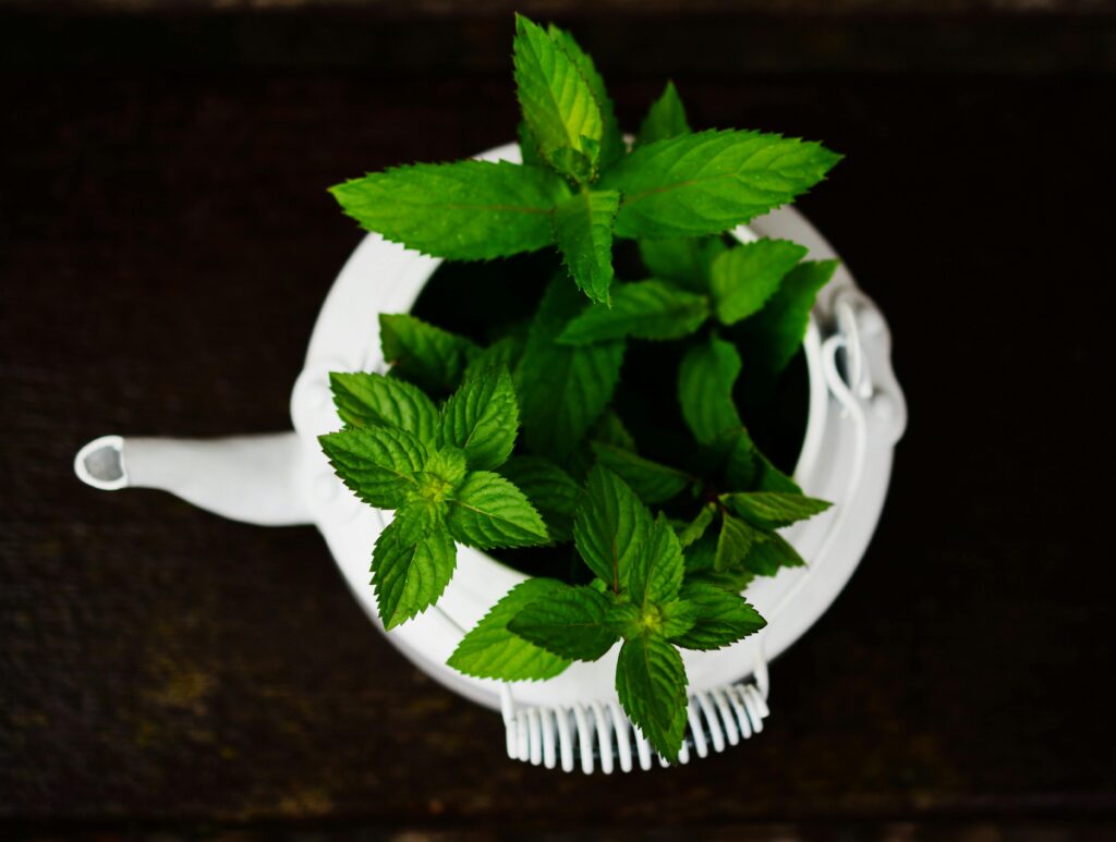 Plantas medicinais Hortelã-Pimenta